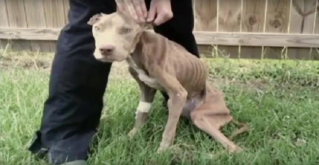 A Starving Pit Bull Was Scheduled To Be Euthanized, But A Cop Intervened Before It Was Too Late