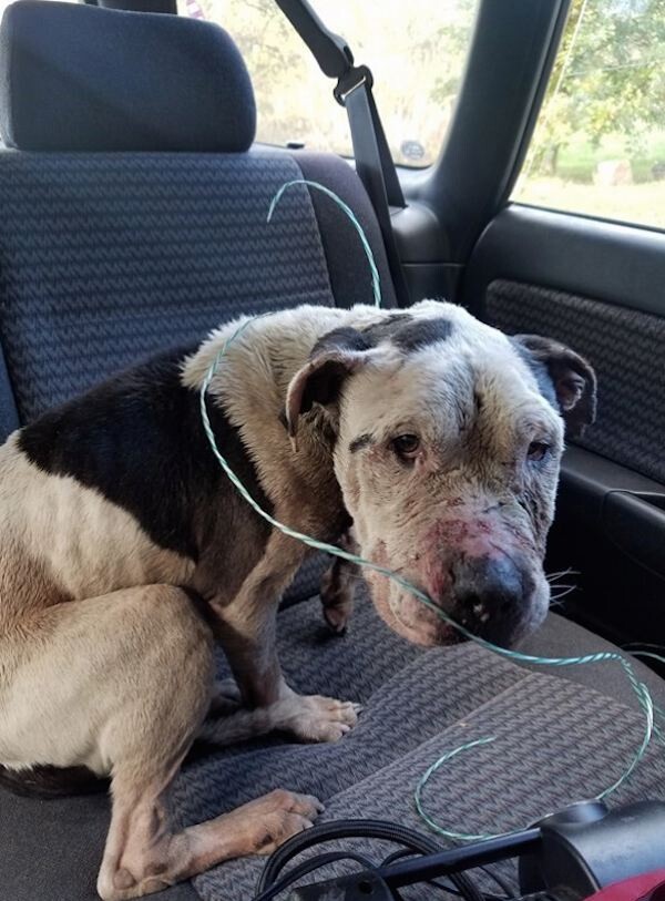 Abused Dog Left For Dead In Trash Could Barely Lift His Head When Rescuers Find Him