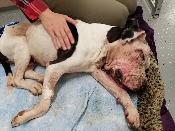 Abused Dog Left For Dead In Trash Could Barely Lift His Head When Rescuers Find Him