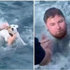 Boaters save lost dog struggling in the ocean and reunite him with his family