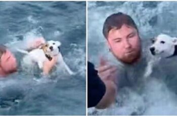 Boaters save lost dog struggling in the ocean and reunite him with his family