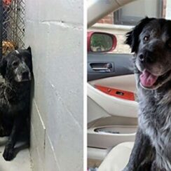 ‘Broken’ dog can’t stop smiling when he realizes he’s finally safe