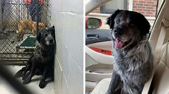 ‘Broken’ dog can’t stop smiling when he realizes he’s finally safe