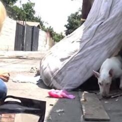 Bull Terrier Hides Behind Mattress In Alley Waiting For Someone To Help Her