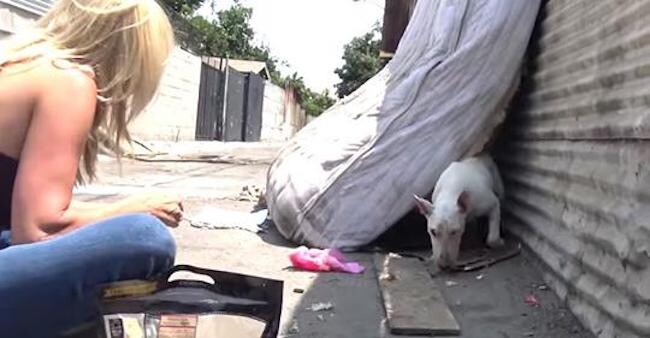 Bull Terrier Hides Behind Mattress In Alley Waiting For Someone To Help Her