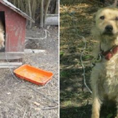 Chained Up Outside For 5 Years, The Only Word This Dog Knew Was "No"