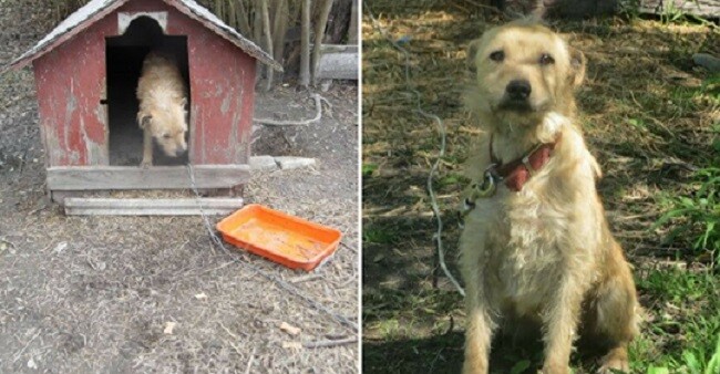 Chained Up Outside For 5 Years, The Only Word This Dog Knew Was 