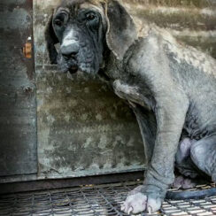 Dog Confined To Filthy Cage In Scorching Heat Was Rescued Right Before Slaughter