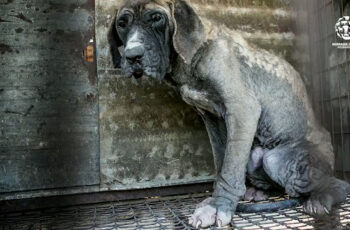 Dog Confined To Filthy Cage In Scorching Heat Was Rescued Right Before Slaughter