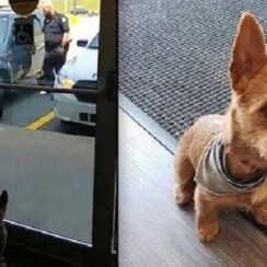 Dog Crying Inside Extremely Hot Vehicle Rescued by Bystanders at Pet Store