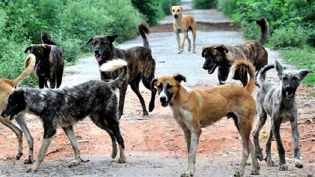 Dog Culling Has Gotten Out Of Hand. More People Should Be Talking About This!
