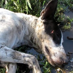 Dog Found Unconscious in a Field Makes Beautiful Recovery