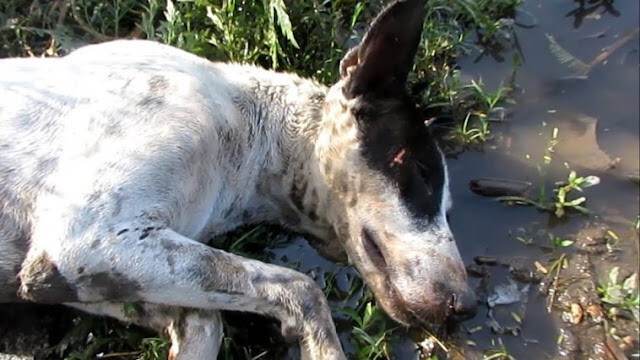 Dog Found Unconscious in a Field Makes Beautiful Recovery