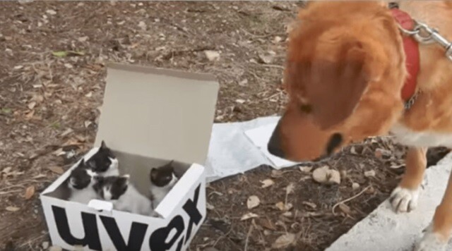 Dog Leads Rescuer to Kitten Litter Box, Decides To be Their Dad