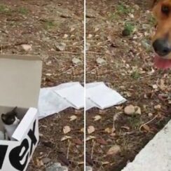 Dog Leads Rescuer to Kitten Litter Box, Decides To be Their Dad