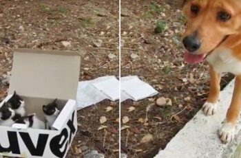 Dog Leads Rescuer to Kitten Litter Box, Decides To be Their Dad