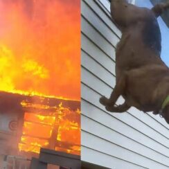 Dog makes daring leap out of window to escape burning home