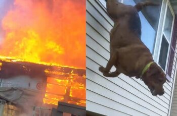 Dog makes daring leap out of window to escape burning home