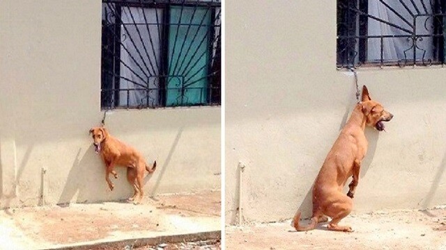 Dog On Short Chain Made To Stand On Back Legs All Day – Cries In The Heat Every Day