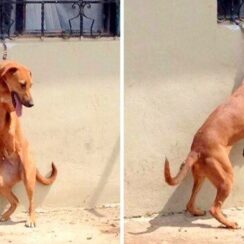 Dog On Short Chain Made To Stand On Back Legs All Day – Cries In The Heat Every Day
