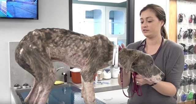 Dog Pulled From Shelter In Terrible Shape Stuns Vet A Few Weeks Later