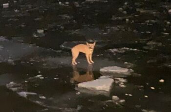 Dog That Was Lost In The Middle Of A Frozen Lake Is Saved Just In Time