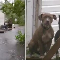 Dogs Huddled On Porch Rescued By Boat Amid Hurricane Florence
