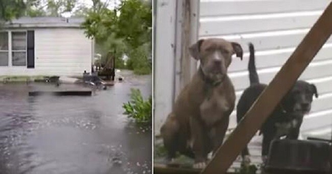 Dogs Huddled On Porch Rescued By Boat Amid Hurricane Florence