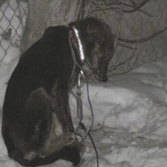 Dogs Left Outside In The Cold Have D.i.e.d And Been Found 'Frozen Solid'