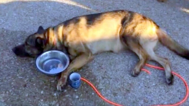 Dying Dog Refuses To Leave This World Before Helping His Abused Friend To Walk Again