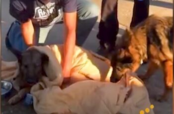 Dying Dog Refuses To Leave This World Before Helping His Abused Friend To Walk Again