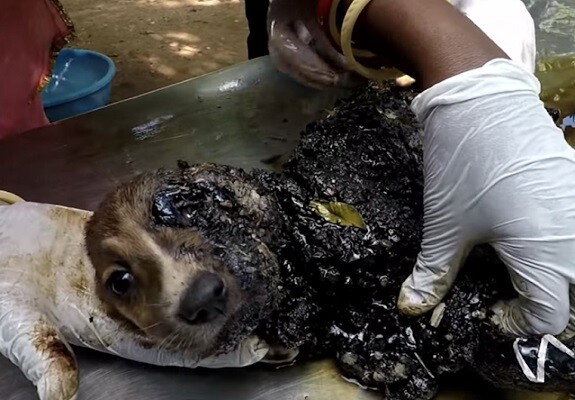 Frightened Babies Covered In Tar Were Suffocating And Could Only Move Their Eyes