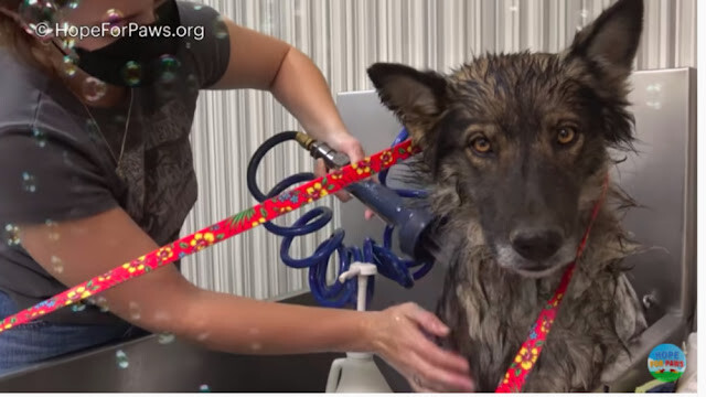 Frightened German Shepherd Rescued From Landfill After Spending A Year On His Own