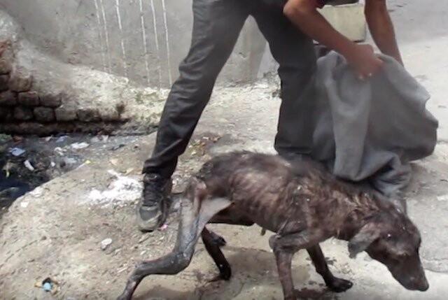 Heart-broken Dog Dying Alone in Gutter Rescued Just in Time
