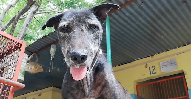 Heart-broken Dog Dying Alone in Gutter Rescued Just in Time