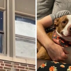 Heartwarming moment stray pit bull trapped inside an a.ban.doned school is finally rescued