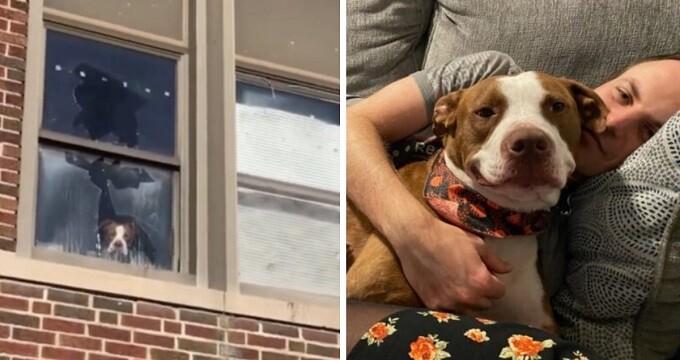 Heartwarming moment stray pit bull trapped inside an a.ban.doned school is finally rescued
