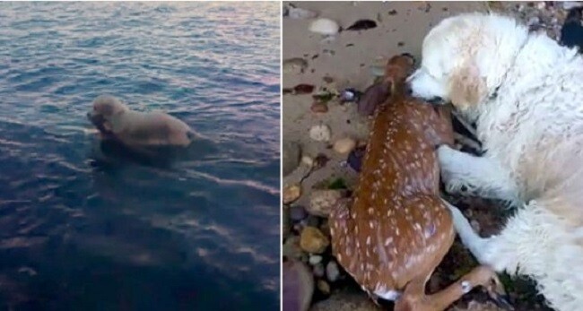 Heroic Dog Pulls a Drowning Baby Deer Out of the Water