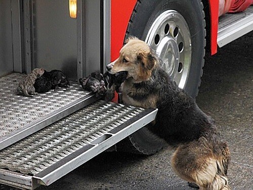 Heroic mother dog went through a blazing fire multiple times to rescue her puppies