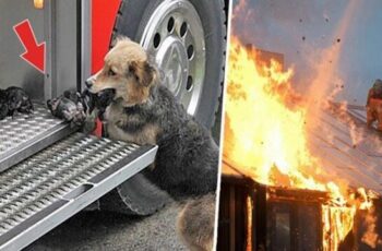 Heroic mother dog went through a blazing fire multiple times to rescue her puppies