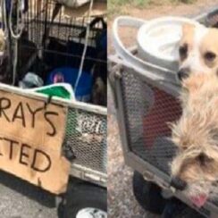 Homeless Man Rescues 11 Dogs And Loads Them Up For A Cross-Country Trip