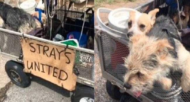Homeless Man Rescues 11 Dogs And Loads Them Up For A Cross-Country Trip