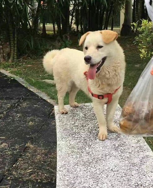 Kindhearted Man Sees A Dog About To Be Sold For Meat Market, And He Couldn't Walk Away