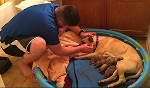 Man Rescues Dog From D.e.a.t.h Row, Then Delivers Her Six Puppies At Home!