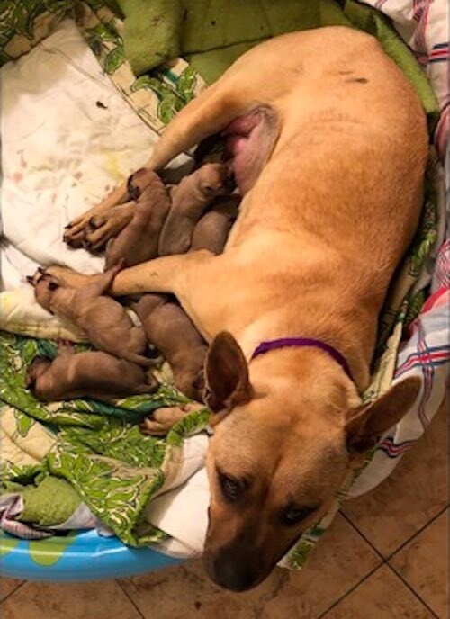Man Rescues Dog From D.e.a.t.h Row, Then Delivers Her Six Puppies At Home!