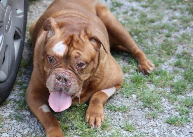 Man Saves A Bull Mastiff Who Was Buried In Dirt And Left To D.i.e