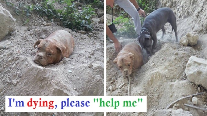 Man Saves A Bull Mastiff Who Was Buried In Dirt And Left To D.i.e