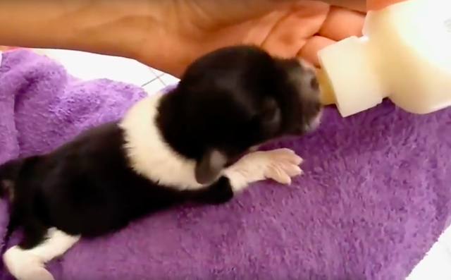 Newborn Puppy Was D.u.m.p.e.d On The Street, Crying - Still Finds It In Himself To Trust Humans