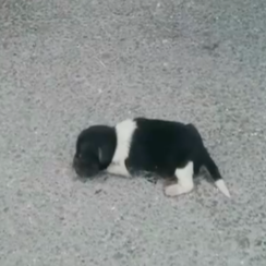 Newborn Puppy Was D.u.m.p.e.d On The Street, Crying - Still Finds It In Himself To Trust Humans