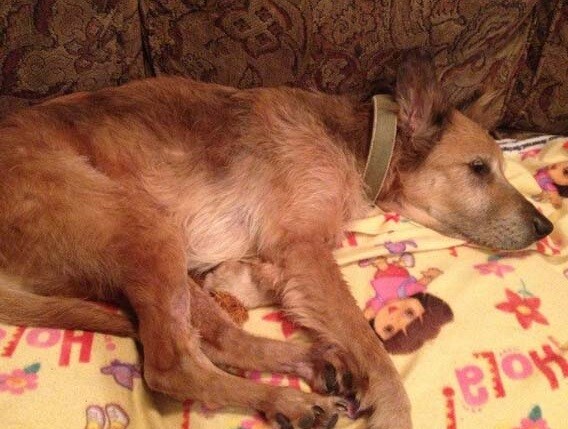 No One Wanted A D.y.i.n.g, 16-Year-Old Shelter Dog And Then A Family Took A Chance